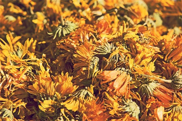 ラケナリアの育て方：冬に花を楽しむ5つのコツ