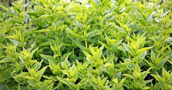 ラベンダーの花を増やす、たったひとつの簡単な切り替え