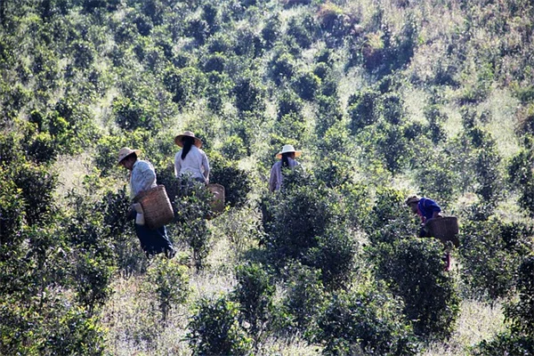 在来種の観賞用イネ科植物、実体験から厳選したおすすめ7選と育て方のコツ