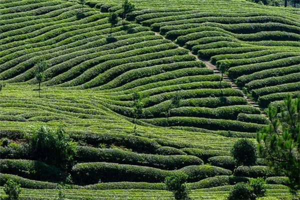 【蛇植の水やりのしすぎ】葉っぱが黄色くなったら要注意！5つのサイン