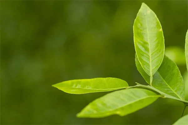 植物でソーシャルディスタンス！オフィスや自宅で使える5つの方法