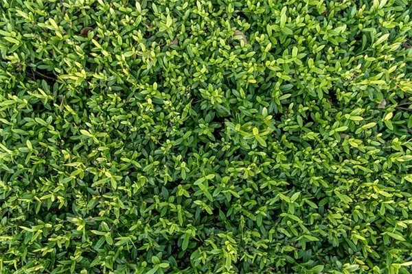 夏咲き球根の秋の掘り上げと保管｜初心者が失敗しない5つのコツ